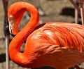 image: flamingo2 
