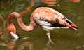 img Flamingo entdeckt tiefgründigen Humor. 