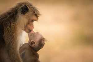  img  l'évolution n'a pas seulement créé l'amour aux gènes humains  