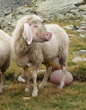  img  mouton à 5 pattes qui pond des œufs et qui donne du lait  