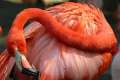 image: flamingo_herd 