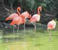 image: flamingo_herd 