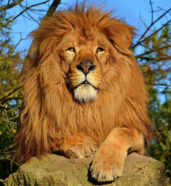  img  
