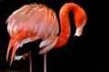 image: flamingo_herd 