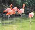 img: flamingo_herd 