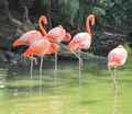image: flamingo_herd 